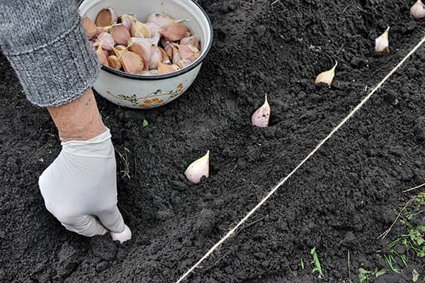 Spice World Planting Garlic