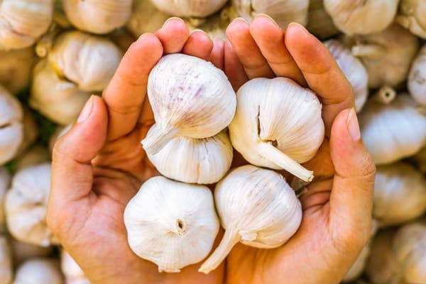 fresh garlic in hands
