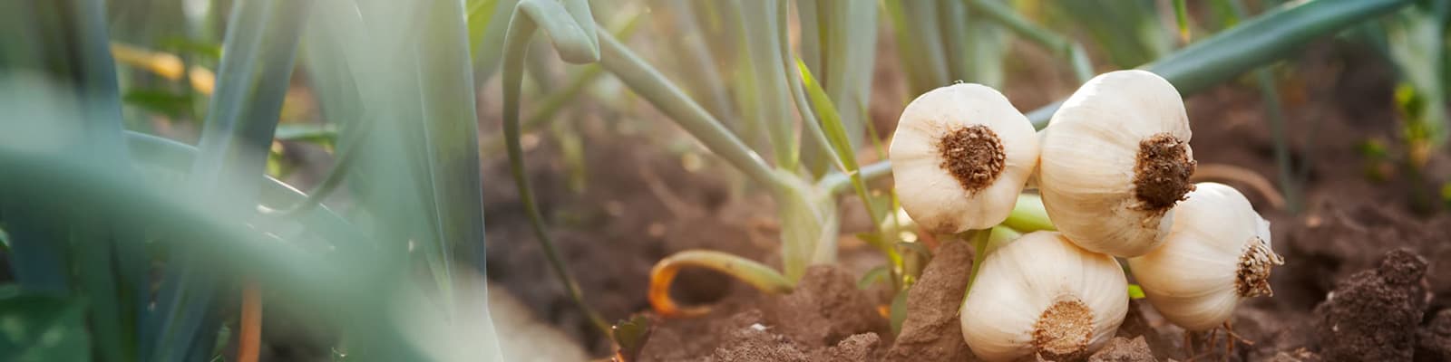 How is Garlic Grown?