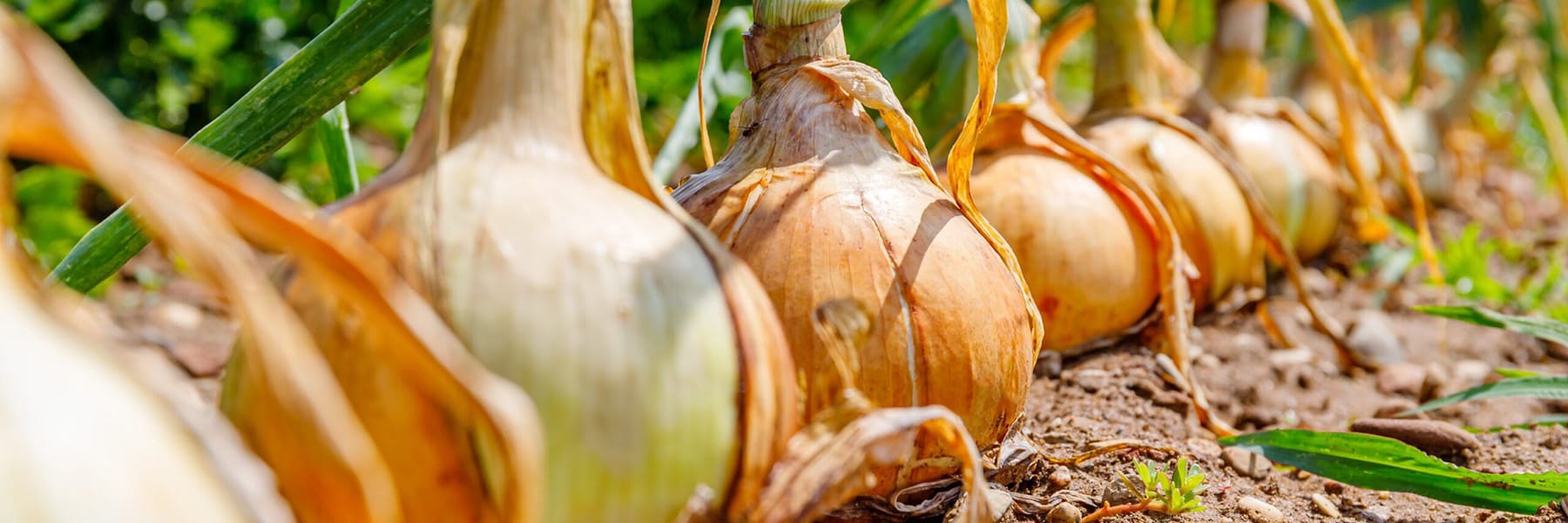 Low perspective close up of a row of onion plants growing in a garden during the day.