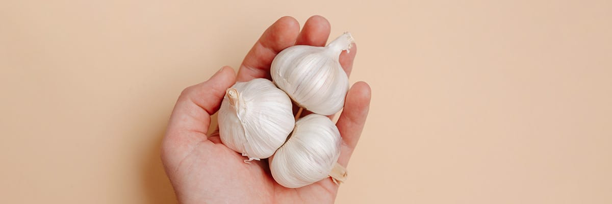 Hand holding several garlic bulbs, highlighting fresh ingredients for cooking and flavor enhancement