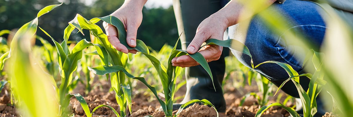 Person tending to young corn plants in a field, emphasizing the connection between farming and delicious food production