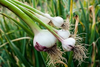 Spice World Fresh Picked Garlic